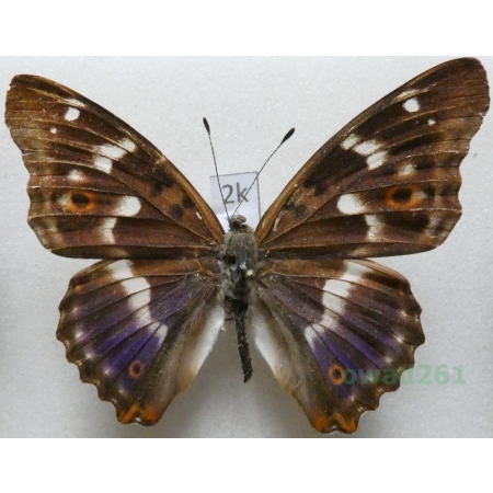 Apatura ilia f. ilia Mieniak strużnik Czech2k